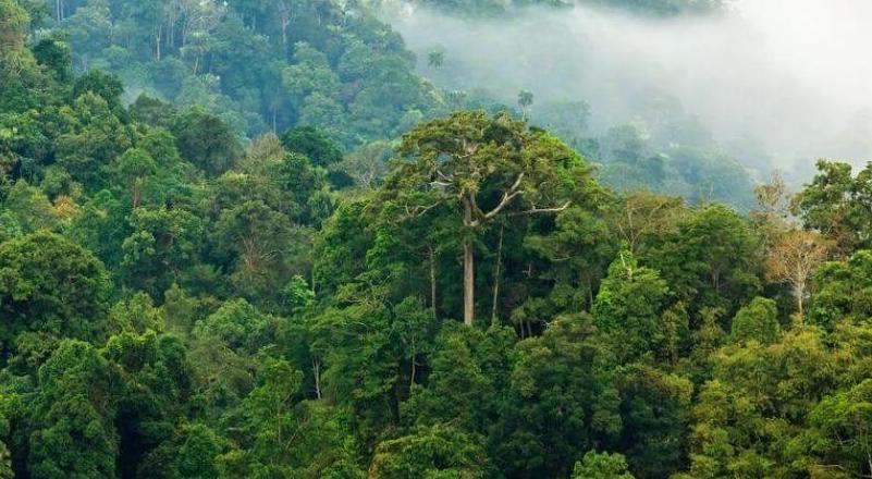 ciri-ciri bioma hutan hujan tropis