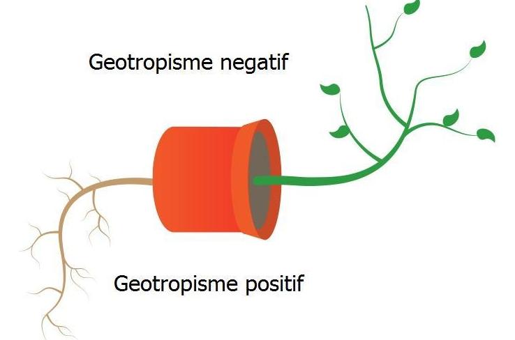 geotropisme negatif dan positif