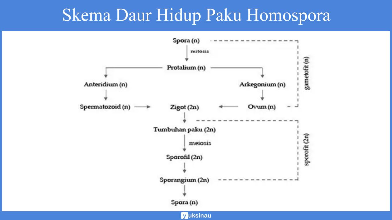 klasifikasi pteridophyta