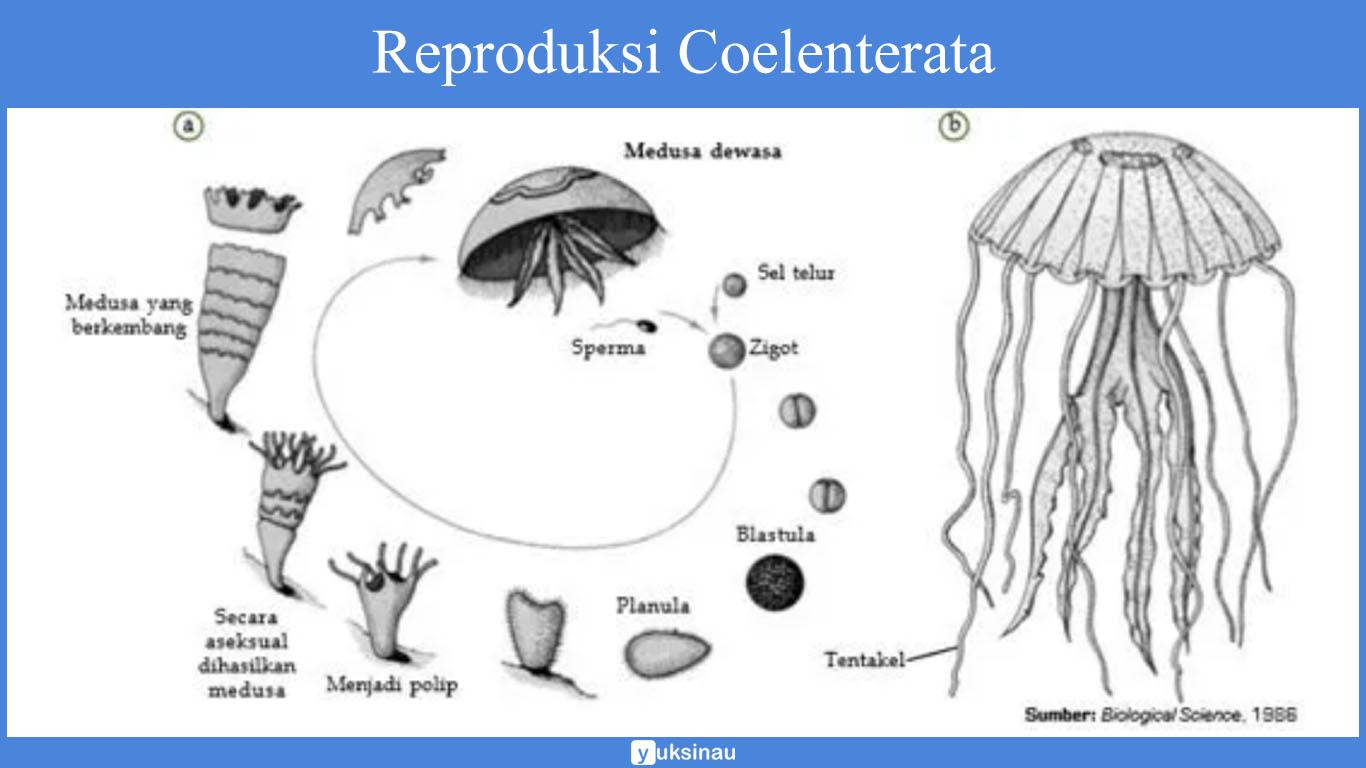 manfaat coelenterata