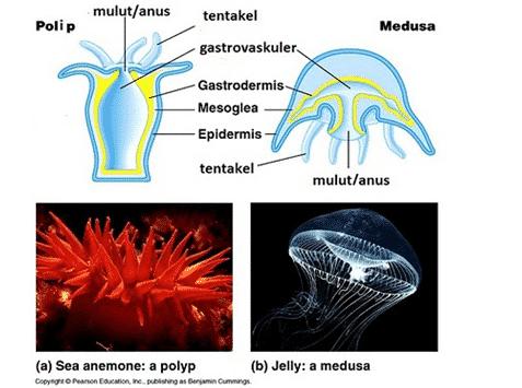 peranan coelenterata