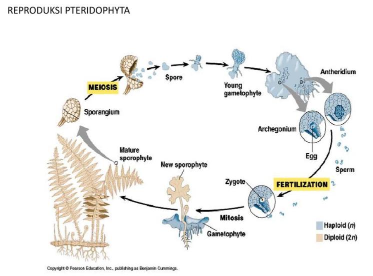 reproduksi tumbuhan paku