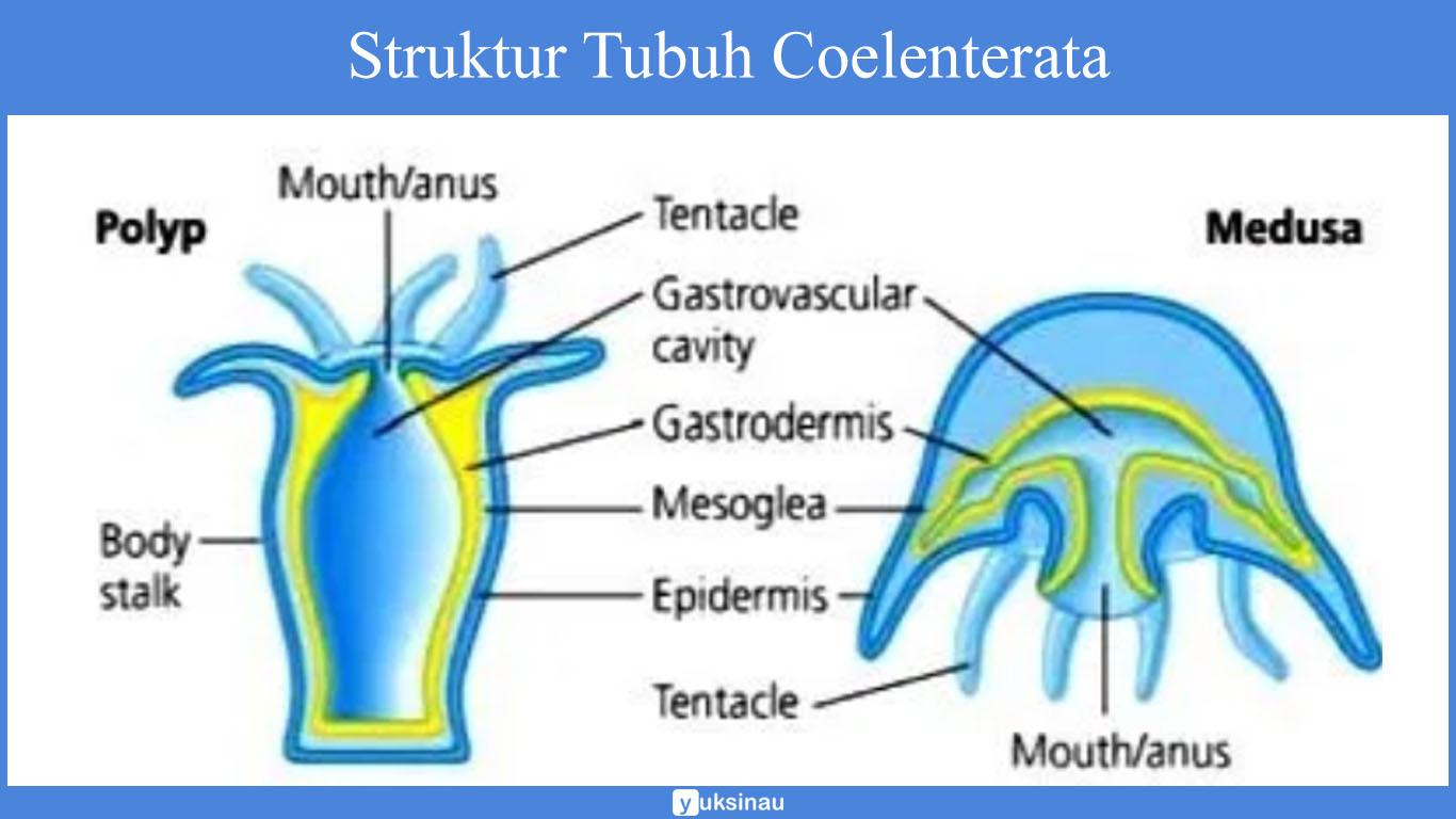 sistem saraf coelenterata