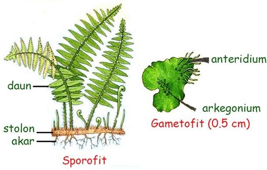 struktur tumbuhan paku