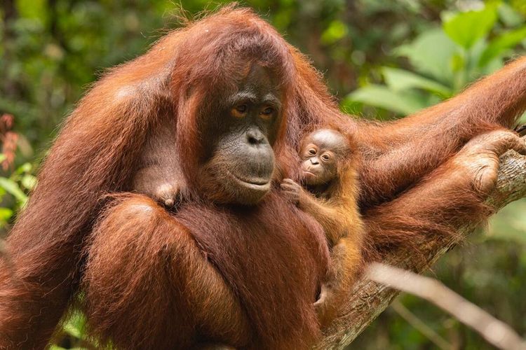 Contoh News Item Text Tema Orangutan