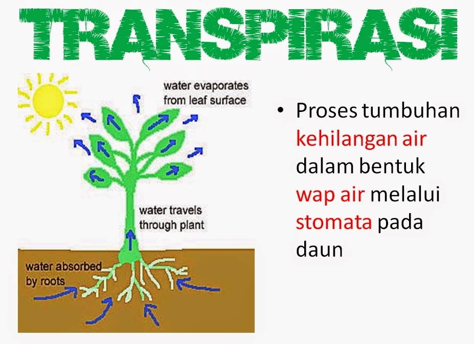 Transpirasi